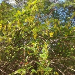 Berberis vulgaris at Parkes, ACT - 11 Oct 2019