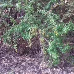 Berberis vulgaris at Parkes, ACT - 11 Oct 2019