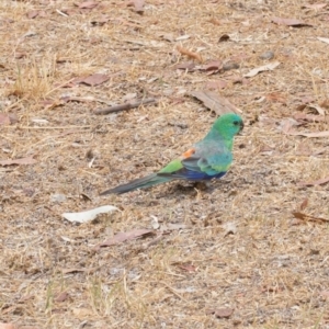 Psephotus haematonotus at Yarralumla, ACT - 16 Jan 2020