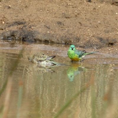 Psephotus haematonotus (Red-rumped Parrot) at Burradoo, NSW - 15 Jan 2020 by Snowflake