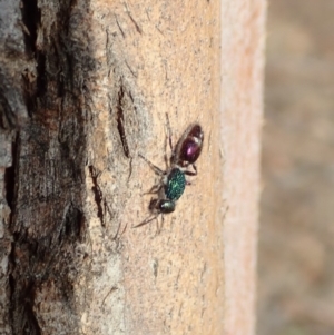 Aglaotilla sp. (genus) at Mount Painter - 15 Jan 2020