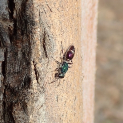 Aglaotilla sp. (genus) (Australian Velvet Ant) at Mount Painter - 15 Jan 2020 by CathB