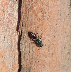 Aglaotilla sp. (genus) at Mount Painter - 15 Jan 2020