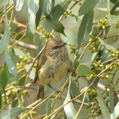 Acanthiza lineata (Striated Thornbill) at Burradoo - 15 Jan 2020 by Snowflake