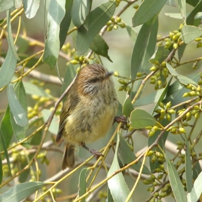 Acanthiza lineata (Striated Thornbill) at Burradoo - 15 Jan 2020 by Snowflake