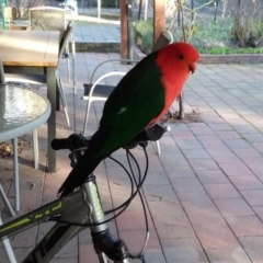 Alisterus scapularis (Australian King-Parrot) at Wamboin, NSW - 19 Aug 2019 by natureguy