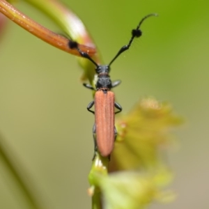 Tropis paradoxa at Wamboin, NSW - 2 Dec 2019