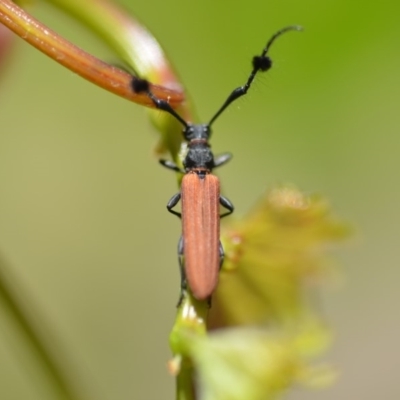 Tropis paradoxa (Longicorn beetle) at Wamboin, NSW - 2 Dec 2019 by natureguy