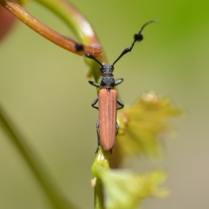 Tropis paradoxa at Wamboin, NSW - 2 Dec 2019