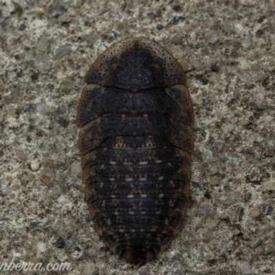 Laxta granicollis (Common bark or trilobite cockroach) at Hughes, ACT - 4 Jan 2020 by BIrdsinCanberra