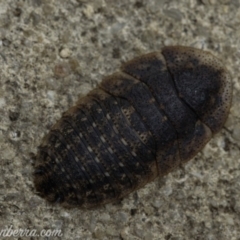 Laxta granicollis at Hughes, ACT - 4 Jan 2020