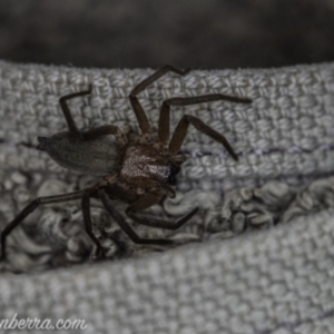 Gnaphosidae or Trochanteriidae (families) at Hughes, ACT - 6 Jan 2020