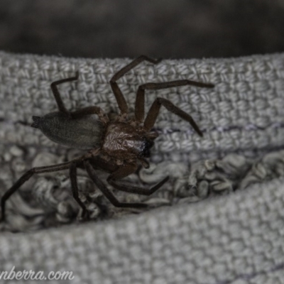 Gnaphosidae or Trochanteriidae (families) (Flat spider) at Hughes, ACT - 5 Jan 2020 by BIrdsinCanberra