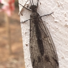 Glenoleon meteoricus (Patch-wing Glenoleon) at Griffith, ACT - 15 Jan 2020 by AlexKirk