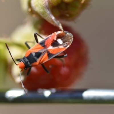 Melanerythrus mactans (A seed bug) at Wamboin, NSW - 3 Dec 2019 by natureguy