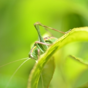 Caedicia simplex at Wamboin, NSW - 3 Dec 2019