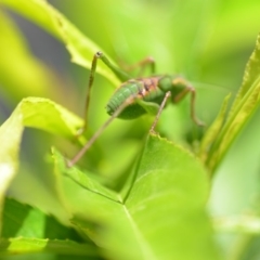 Caedicia simplex at Wamboin, NSW - 3 Dec 2019