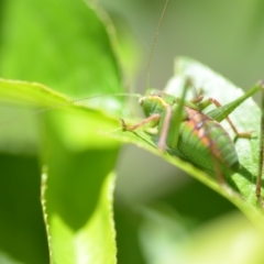 Caedicia simplex at Wamboin, NSW - 3 Dec 2019