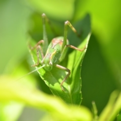 Caedicia simplex at Wamboin, NSW - 3 Dec 2019