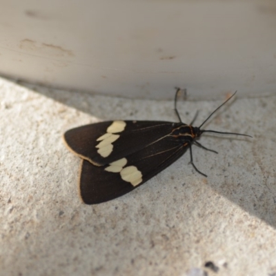 Nyctemera amicus (Senecio Moth, Magpie Moth, Cineraria Moth) at Wamboin, NSW - 4 Dec 2019 by natureguy