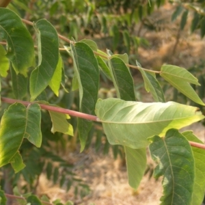 Ailanthus altissima at Fyshwick, ACT - 14 Jan 2020