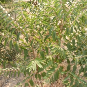 Ailanthus altissima at Fyshwick, ACT - 14 Jan 2020