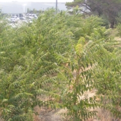 Ailanthus altissima at Fyshwick, ACT - 14 Jan 2020