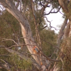 Callocephalon fimbriatum (Gang-gang Cockatoo) at Garran, ACT - 15 Jan 2020 by MichaelMulvaney
