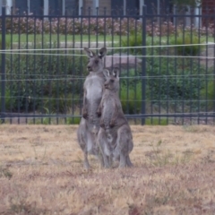 Macropus giganteus (Eastern Grey Kangaroo) at Coombs, ACT - 15 Jan 2020 by Christine