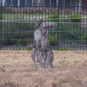 Macropus giganteus at Coombs, ACT - 15 Jan 2020