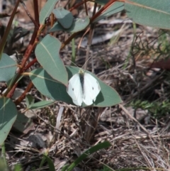 Pieris rapae (Cabbage White) at Yerrinbool - 21 Oct 2018 by JanHartog