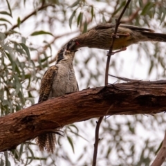 Eudynamys orientalis (Pacific Koel) at Florey, ACT - 16 Jan 2020 by b