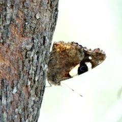 Vanessa itea (Yellow Admiral) at Mittagong, NSW - 20 Dec 2016 by JanHartog