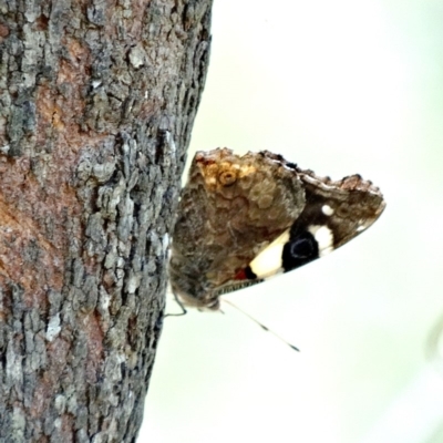 Vanessa itea (Yellow Admiral) at Mittagong, NSW - 20 Dec 2016 by JanHartog