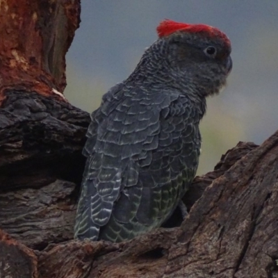 Callocephalon fimbriatum (Gang-gang Cockatoo) at Garran, ACT - 16 Jan 2020 by roymcd