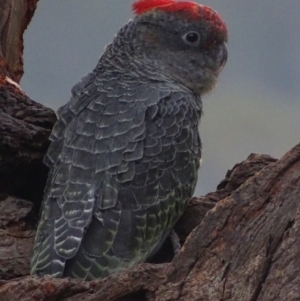 Callocephalon fimbriatum at Garran, ACT - suppressed