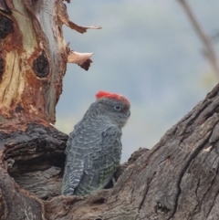 Callocephalon fimbriatum at Garran, ACT - 16 Jan 2020