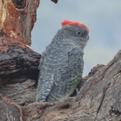 Callocephalon fimbriatum at Garran, ACT - suppressed