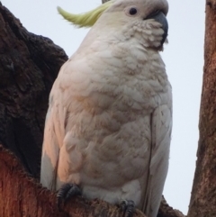 Cacatua galerita (Sulphur-crested Cockatoo) at Garran, ACT - 16 Jan 2020 by roymcd