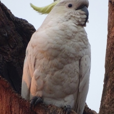 Cacatua galerita (Sulphur-crested Cockatoo) at Garran, ACT - 16 Jan 2020 by roymcd
