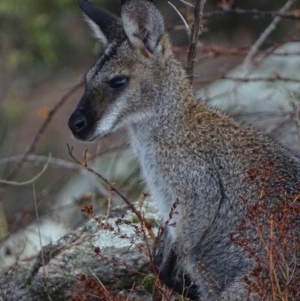 Notamacropus rufogriseus at Garran, ACT - 16 Jan 2020