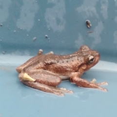 Litoria peronii (Peron's Tree Frog, Emerald Spotted Tree Frog) at Yass River, NSW - 16 Jan 2020 by SenexRugosus