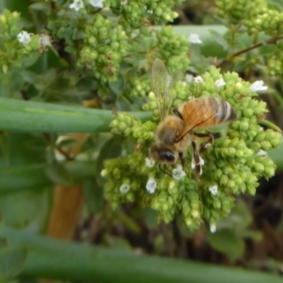 Apis mellifera (European honey bee) at Yass River, NSW - 16 Jan 2020 by SenexRugosus