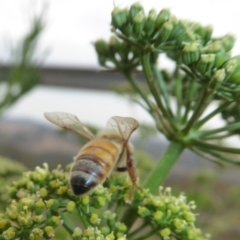 Apis mellifera at Yass River, NSW - 16 Jan 2020