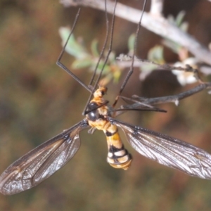 Leptotarsus (Leptotarsus) clavatus at Brindabella, NSW - 13 Jan 2020