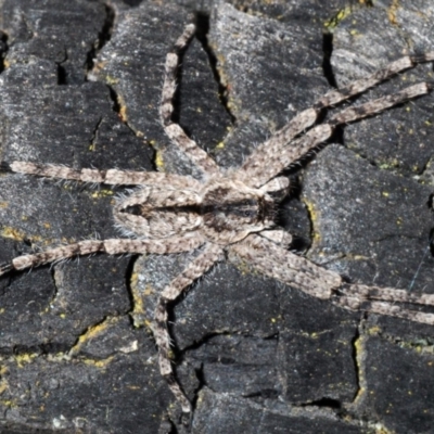 Pediana sp. (genus) (A huntsman spider) at Mount Ainslie - 15 Jan 2020 by Harrisi