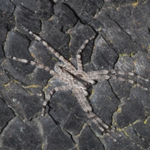 Pediana sp. (genus) at Majura, ACT - 15 Jan 2020