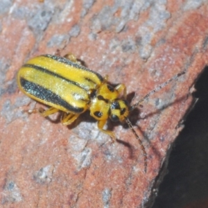 Xanthogaleruca luteola at Bruce, ACT - 15 Jan 2020