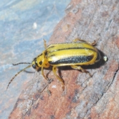 Xanthogaleruca luteola at Bruce, ACT - 15 Jan 2020