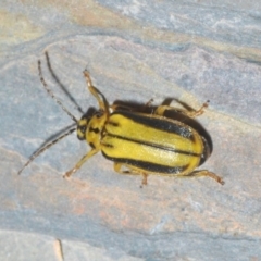 Xanthogaleruca luteola at Bruce, ACT - 15 Jan 2020